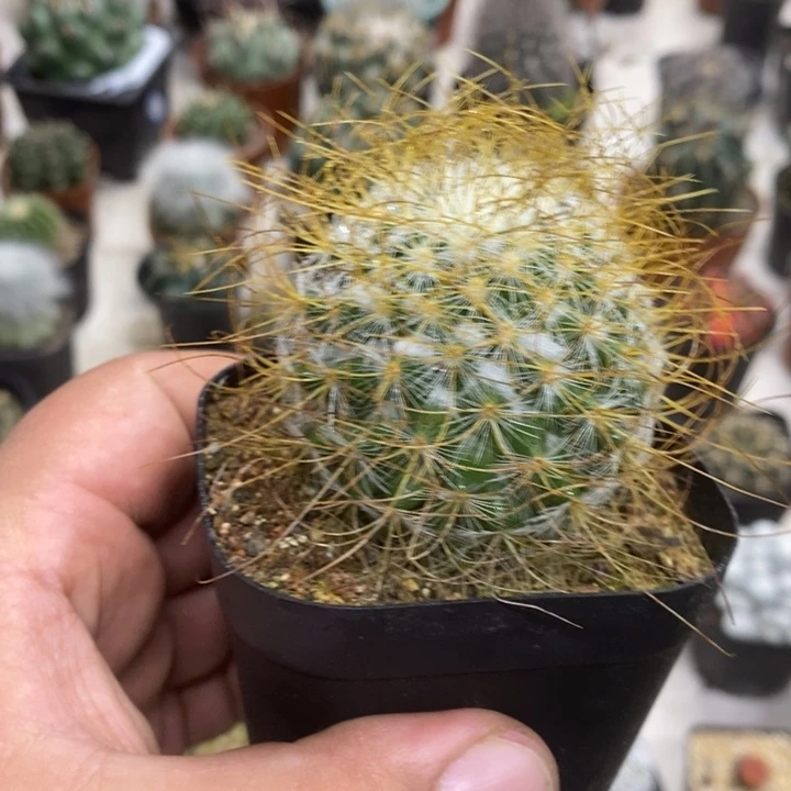 实生海泉特价福利