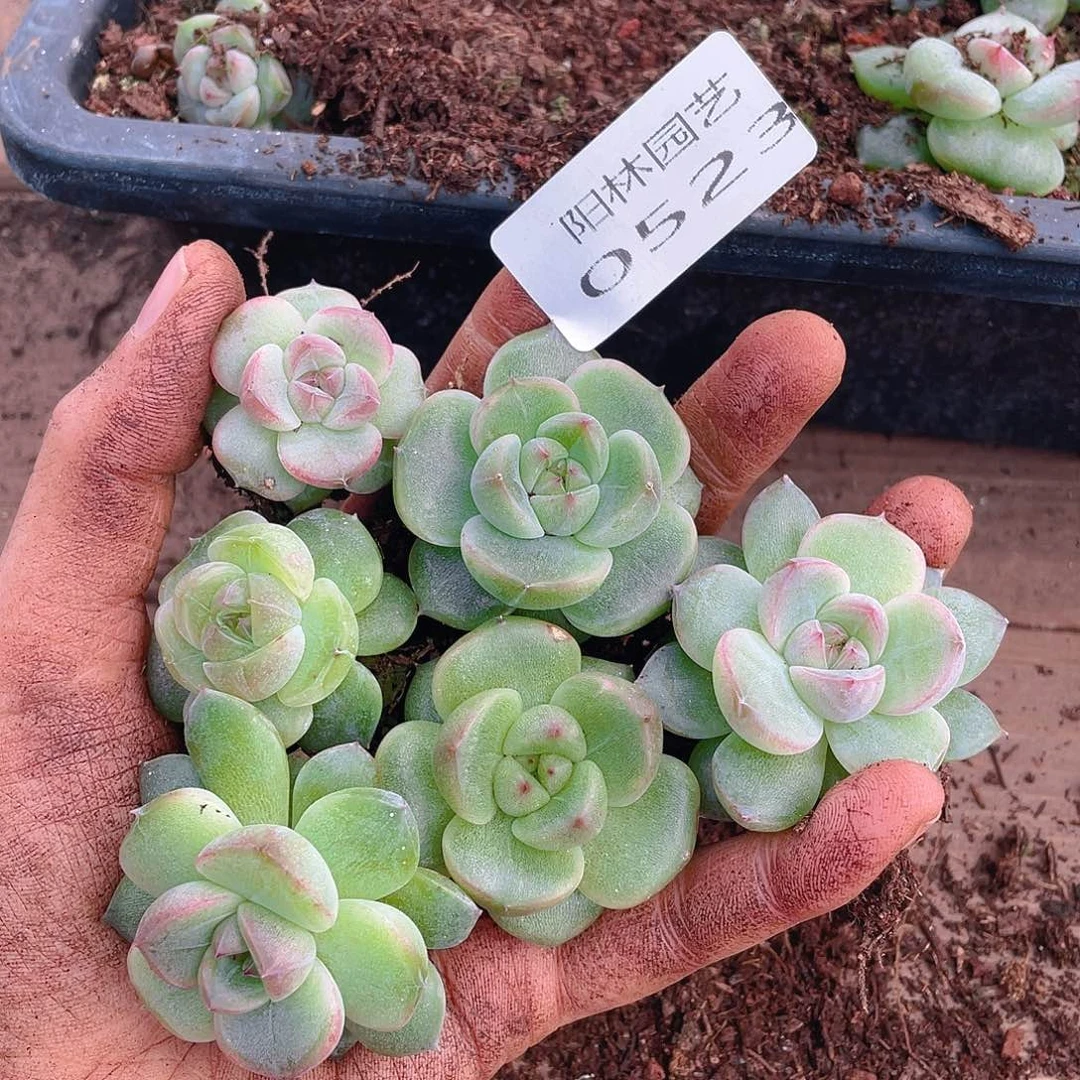 多肉植物多肉植物523