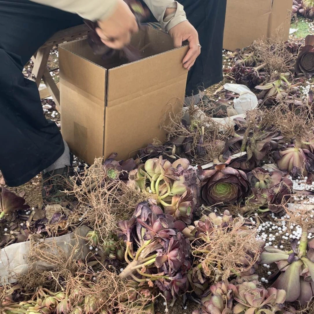 魅金玫瑰5颗小捧不周正没有售后