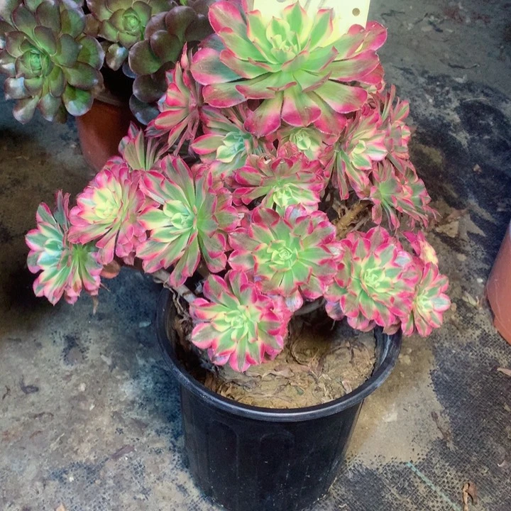 915白月光多肉一物一拍