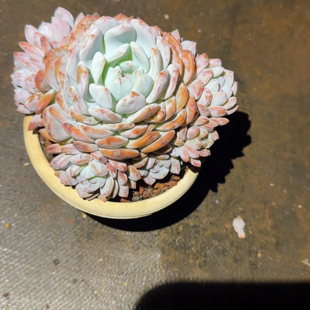 小***萍白盆手捧橙梦路2号棚多肉植物