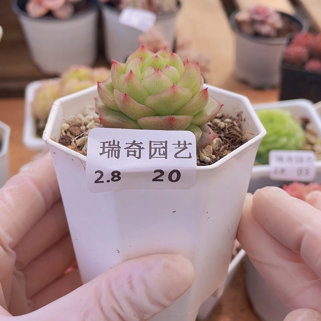 0000000000000000020量拍