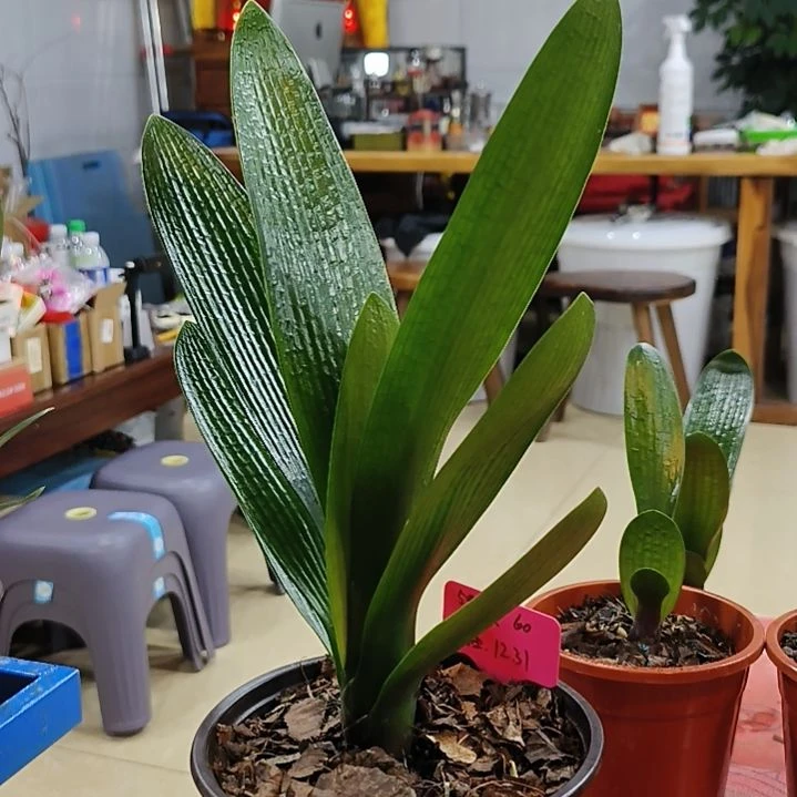 完全开放“鑫子兰苑”杜杜