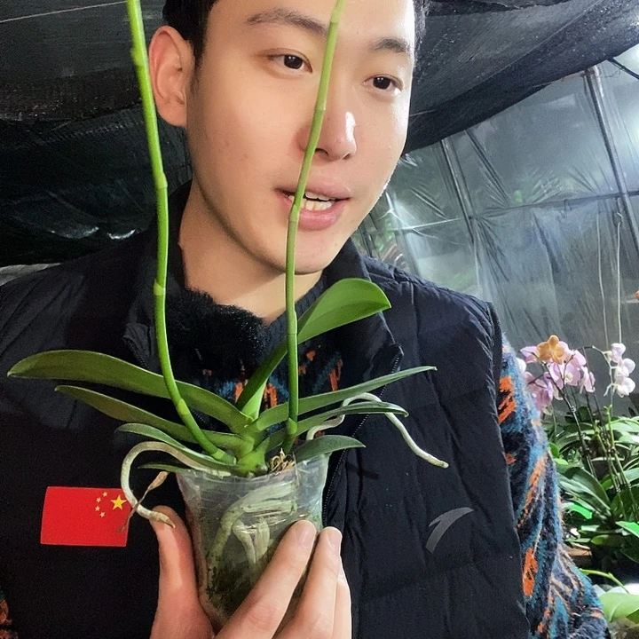 无花朵白天鹅蝴蝶兰