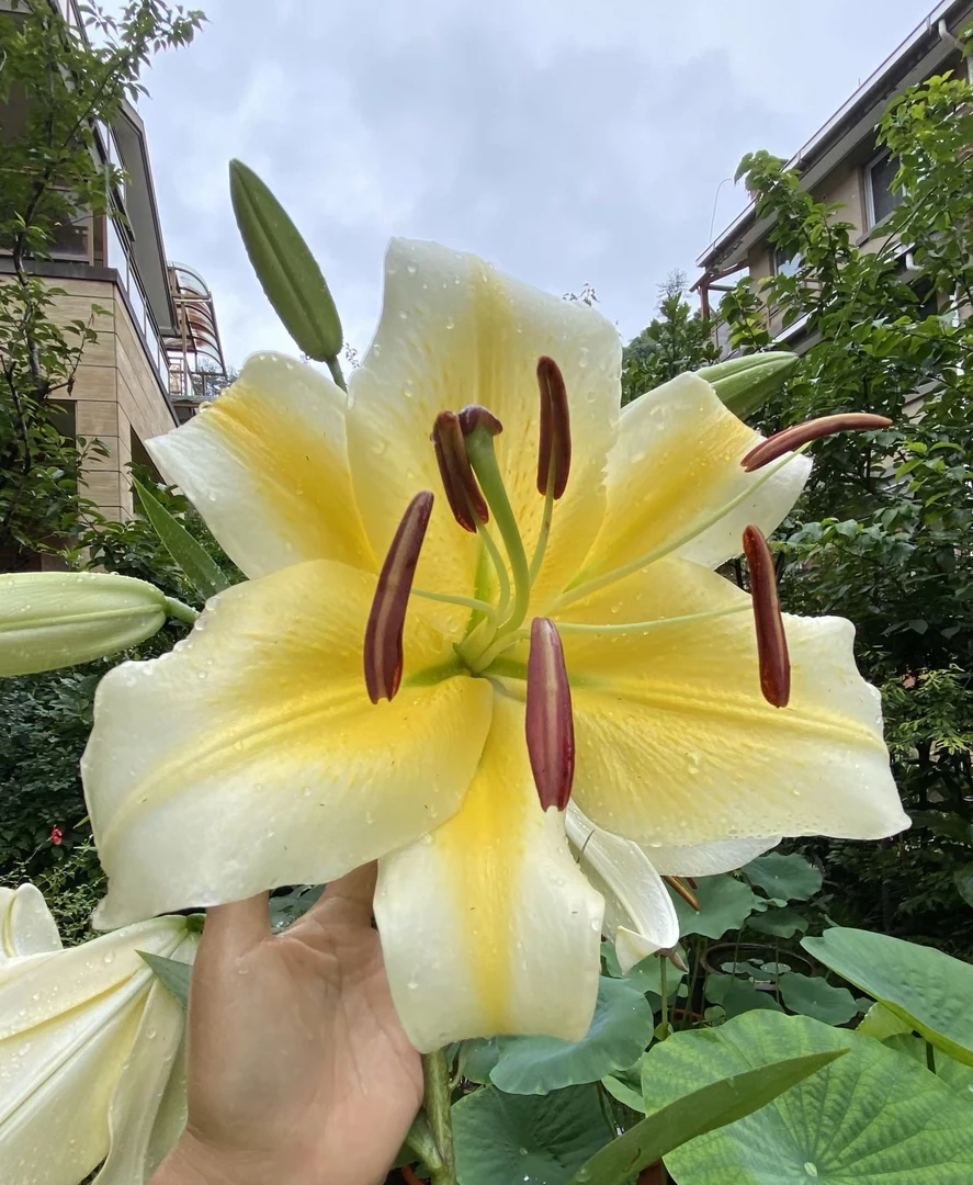 丽四季可种【木门】香水百合种球，室内外都可种植好种好养