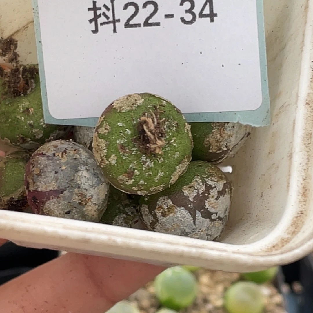 姬***君22-34灯泡多肉植物