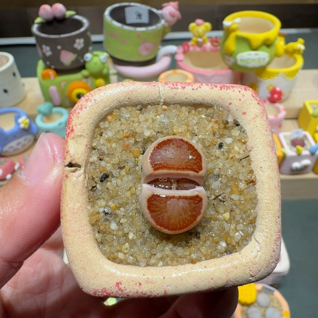 红陶蘑菇411菊纹章