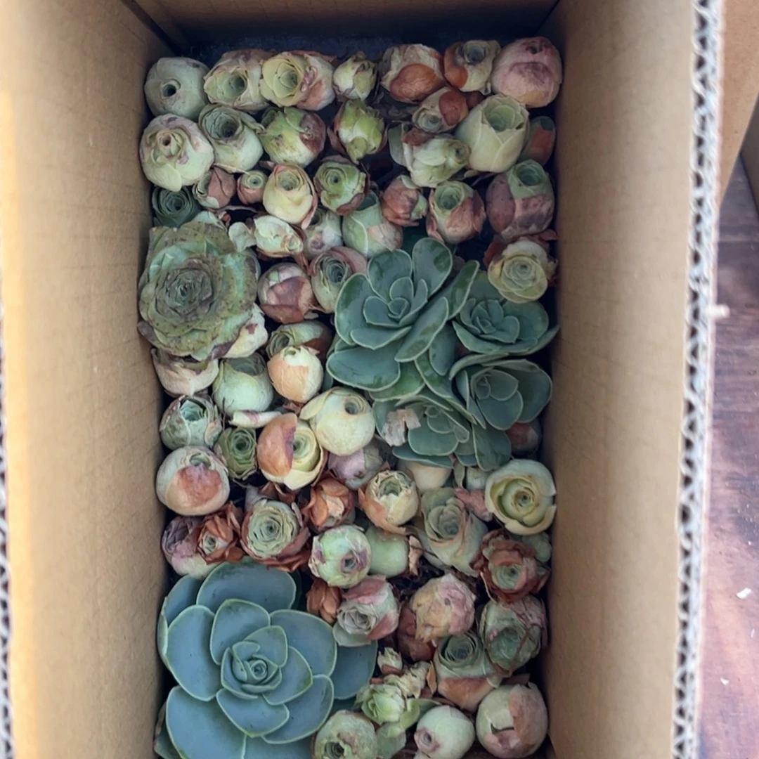 依***红陈陈932山地玫瑰多品种无售后