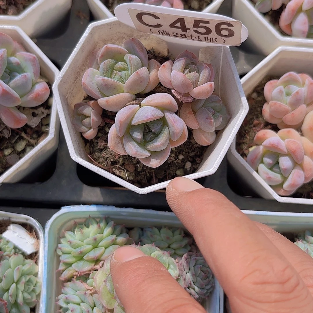 C456刚毅一物一拍