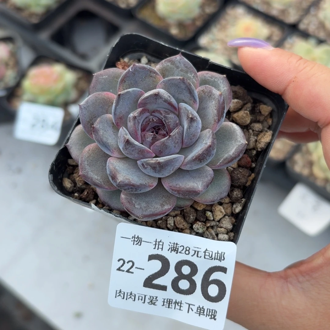 黑冰无盆土发货无盆