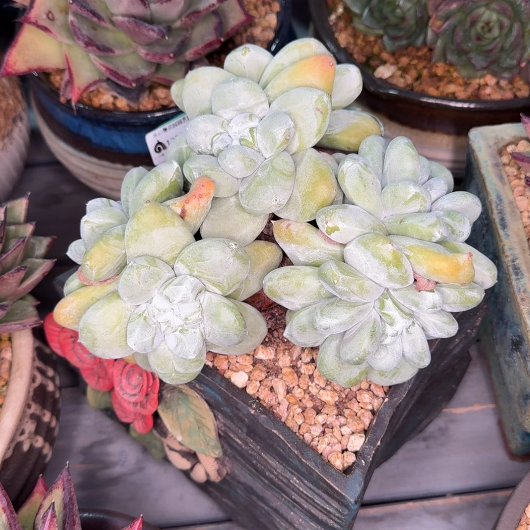 从前慢多肉精选编号1221.169