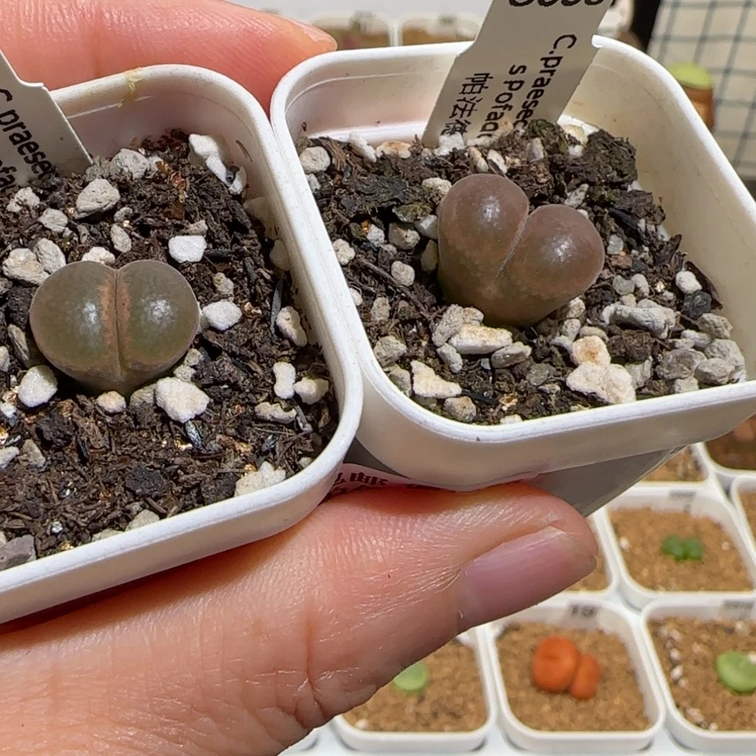 肉锥多肉植物组合-帕法德1431