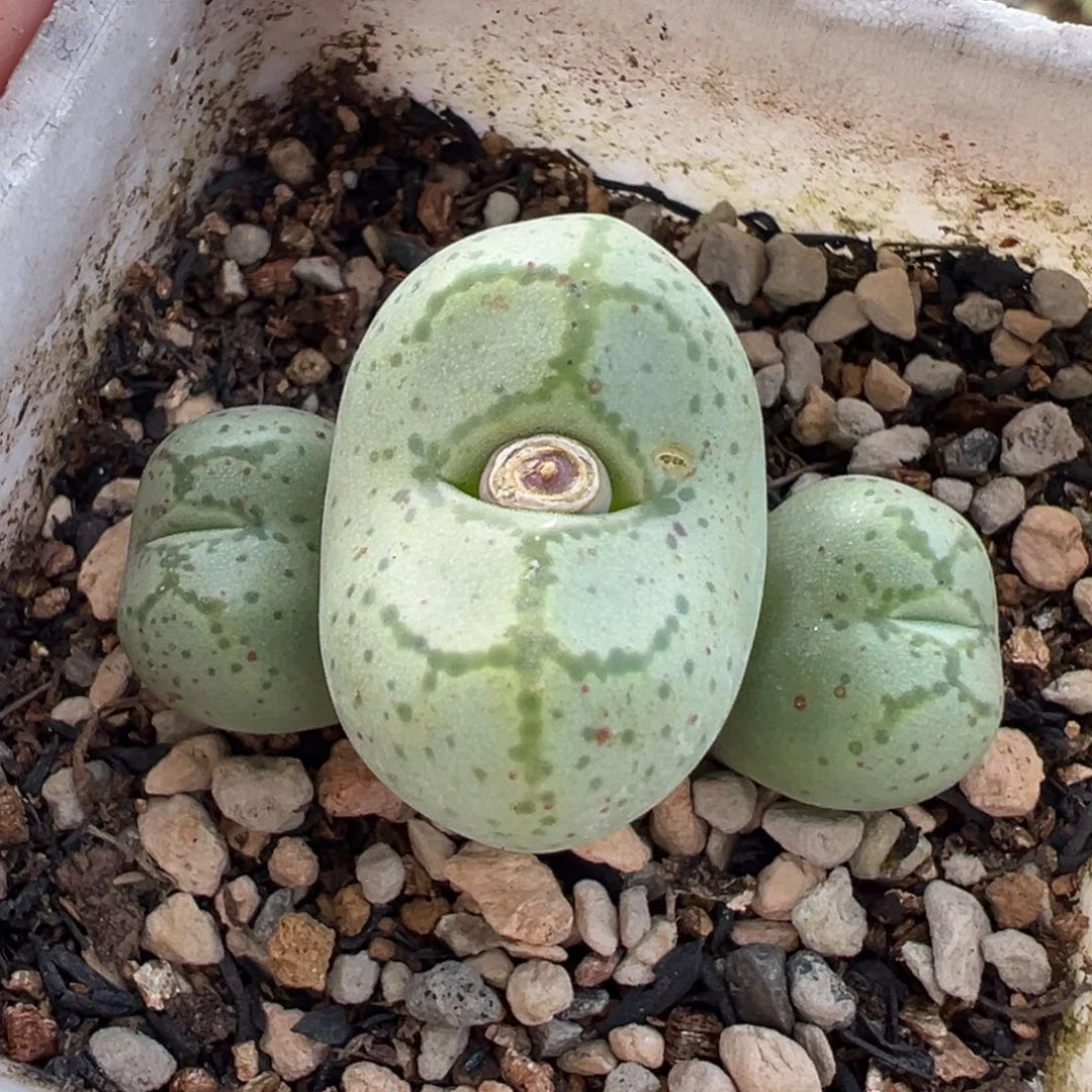 185多肉植物种类多样