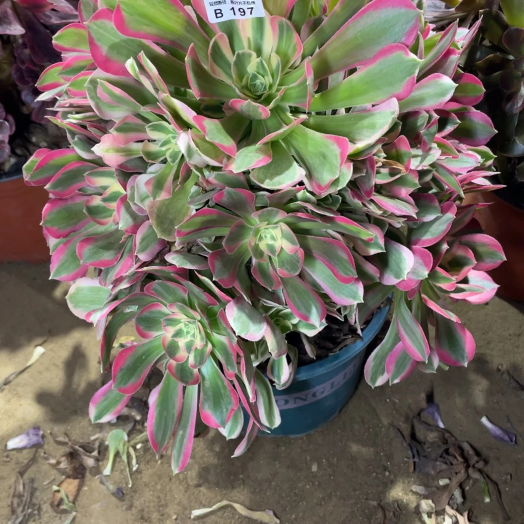 197粉女巫多肉法师断枝不包