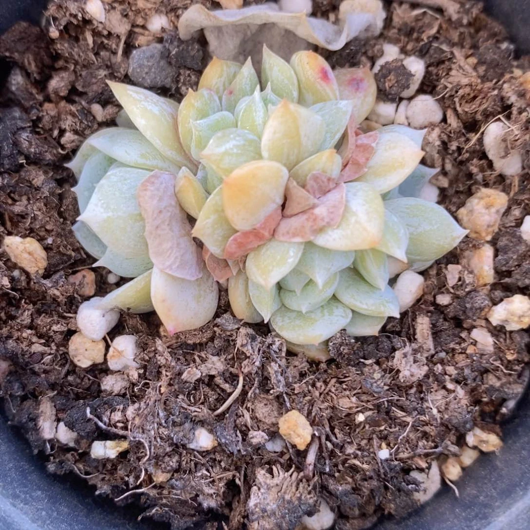 可问主播品种，下滑链接更多品种选择多肉