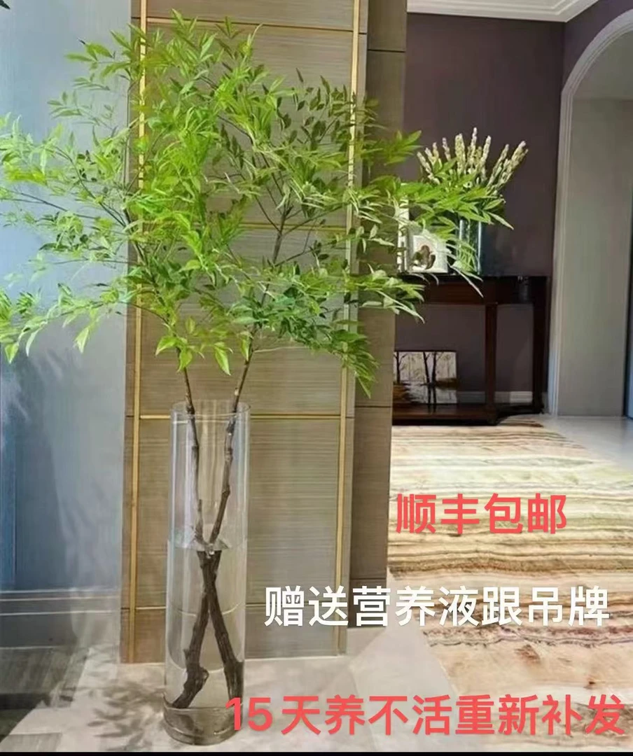 糖糖专属南天竹水培绿植室内桌面好养花卉高颜值鲜切枝装饰植物