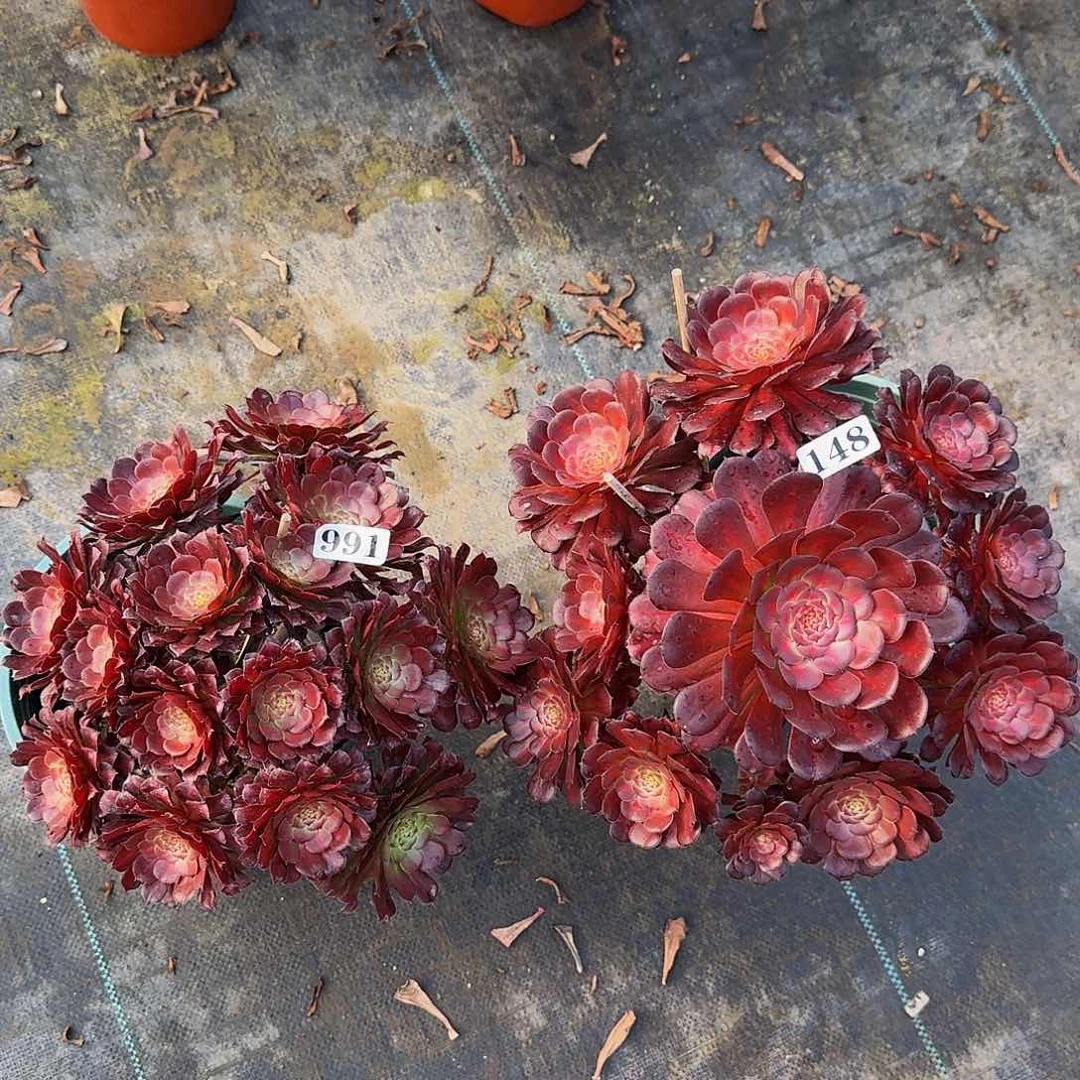 991148安琪拉两颗多肉植物