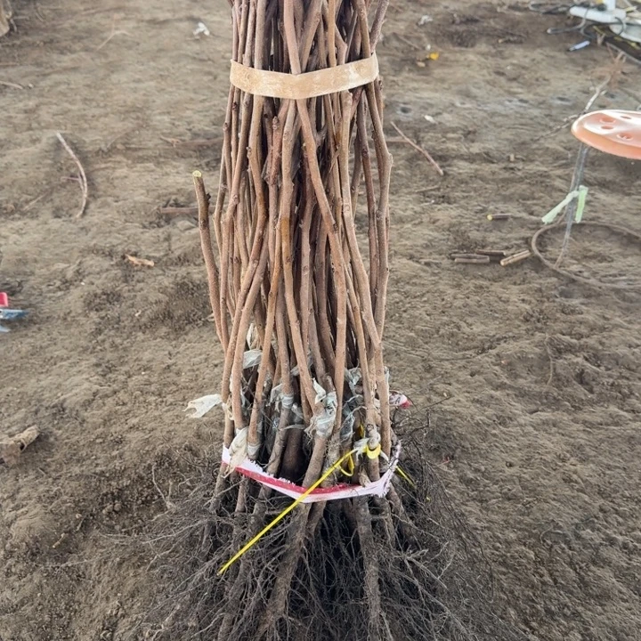 50棵甘秋小小苗不包成活