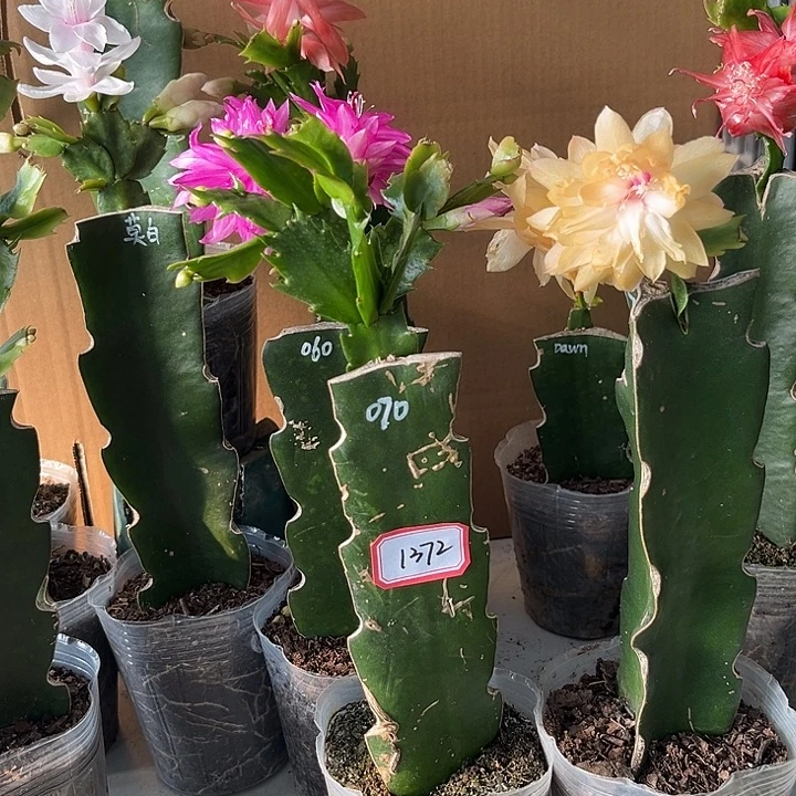 G***g当前无花朵，栽培后可花朵070