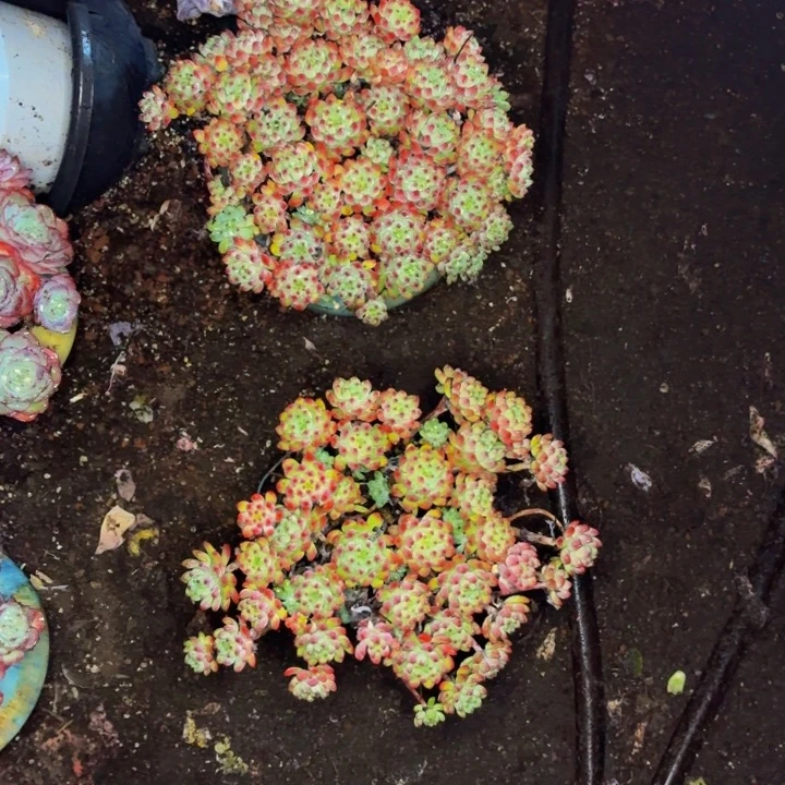 刘***陈老桩精品肉肉蓝苹果两个