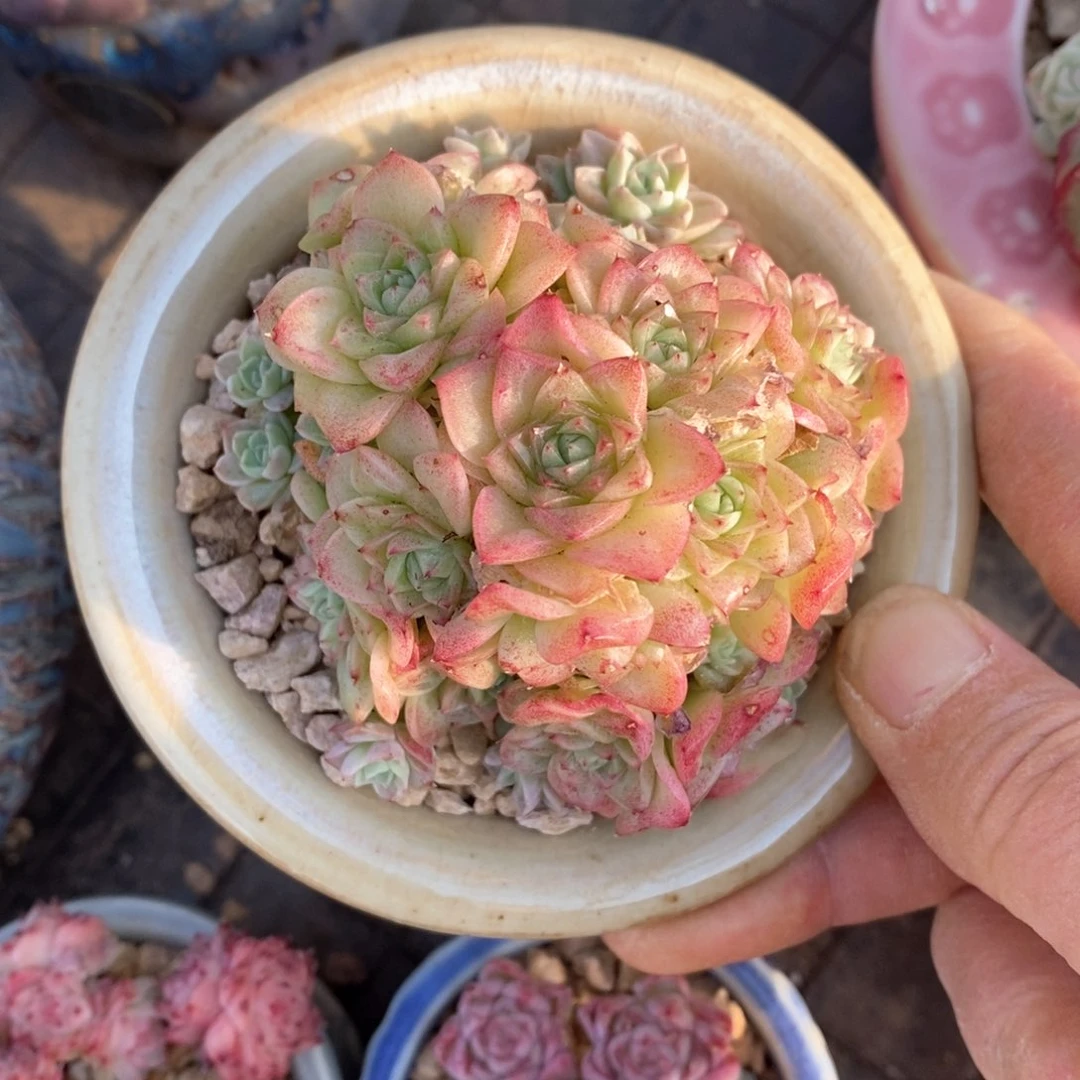 精品多肉一物一拍不包整501