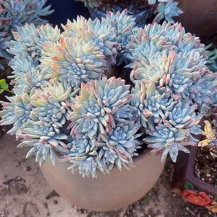 仙女杯多肉植物盆栽