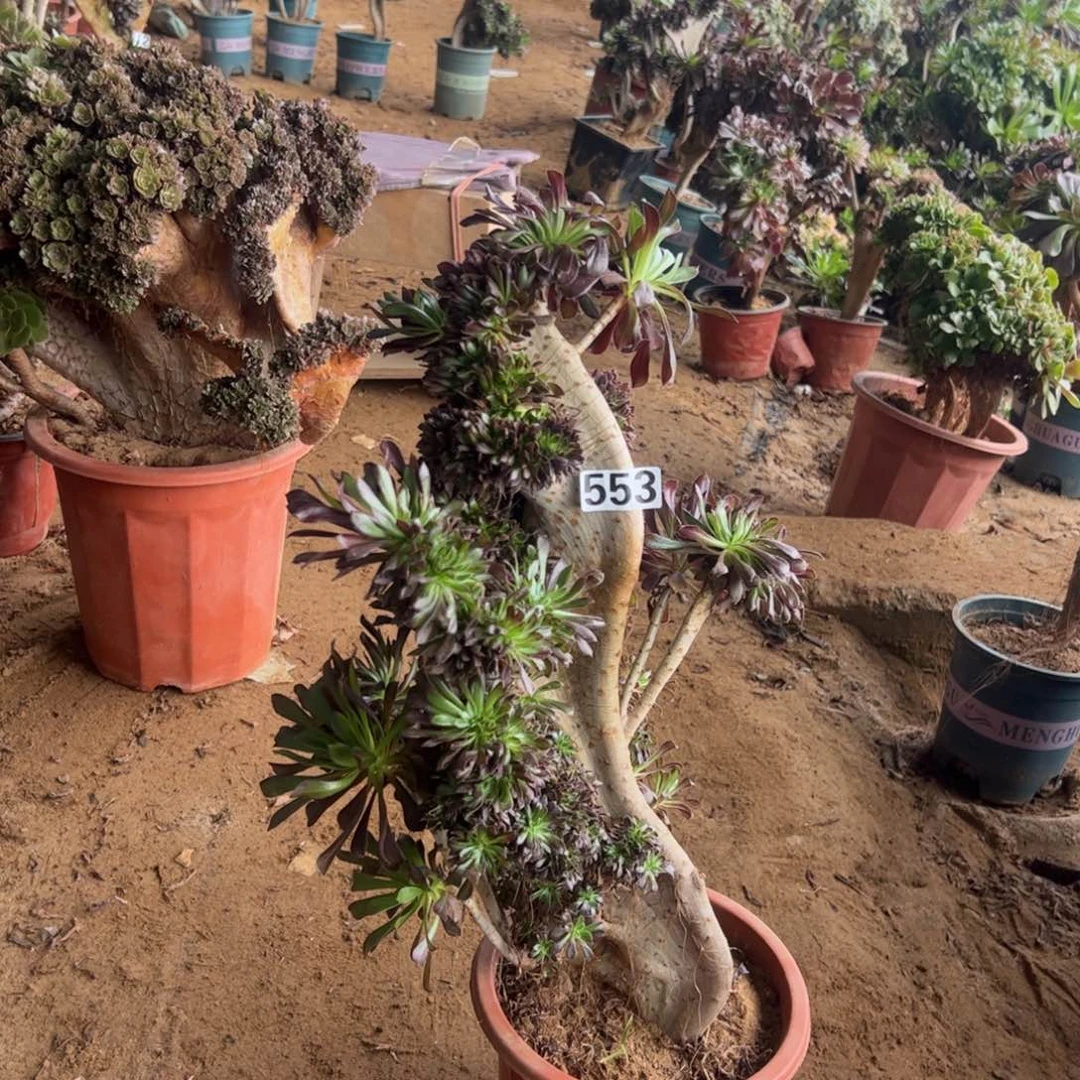 有伤黑缀553高度47厘米