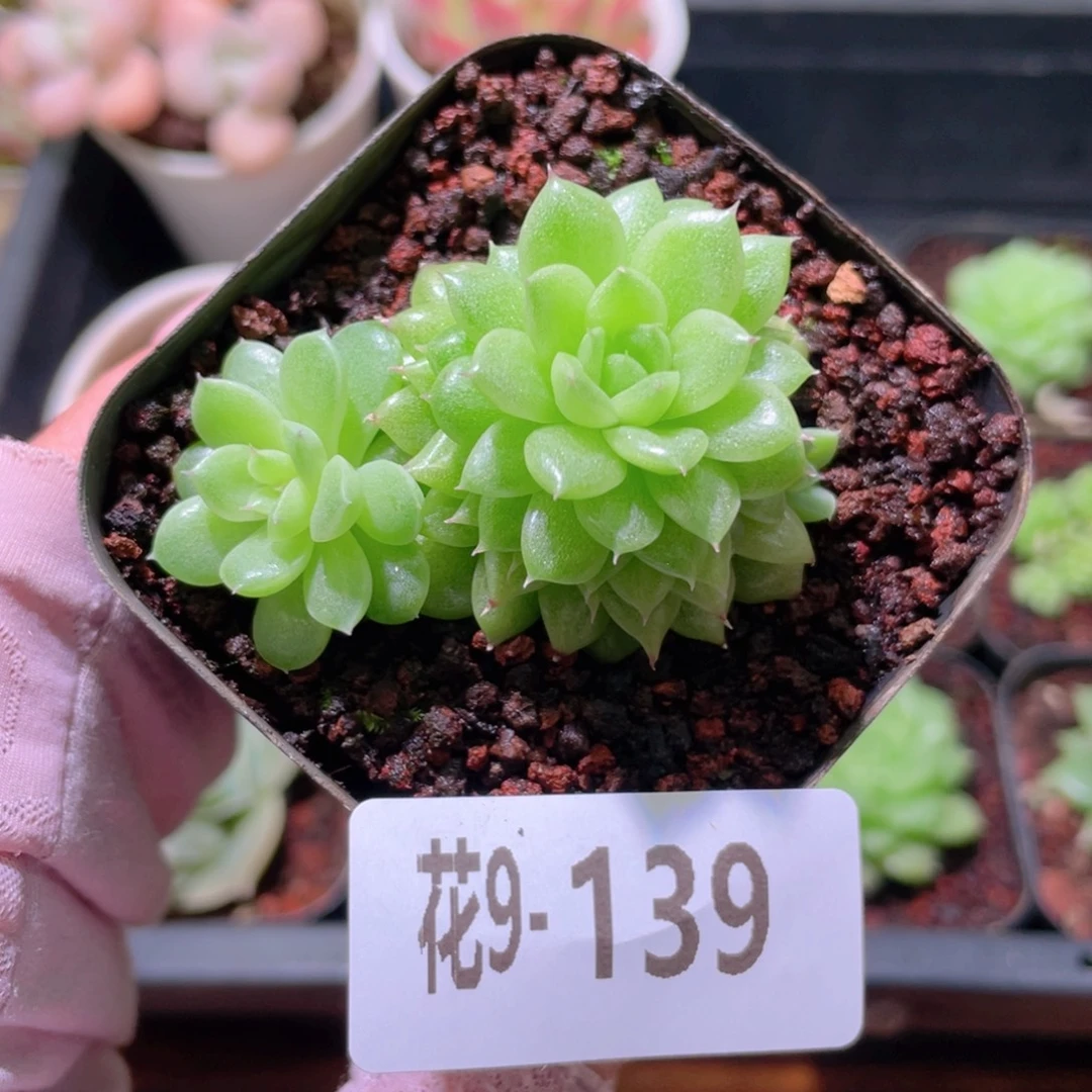花利美9-139麦秆群