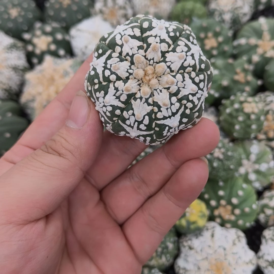 海星体小碎花V兜兜