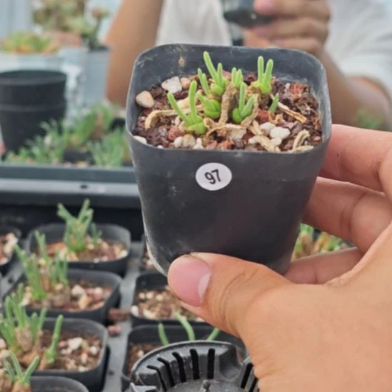 碧光环一物一拍，097