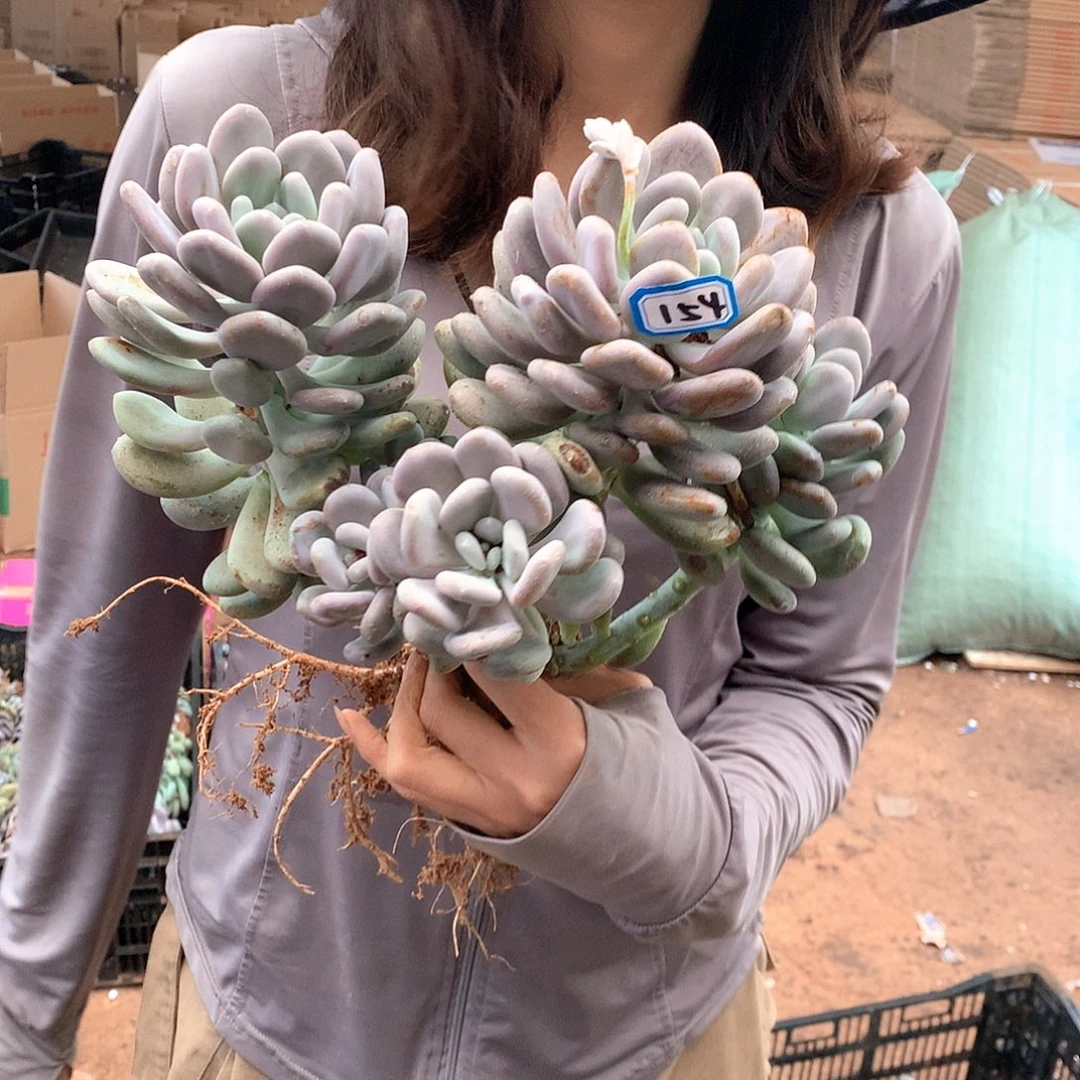 暄***154 月美人 一物一拍多肉
