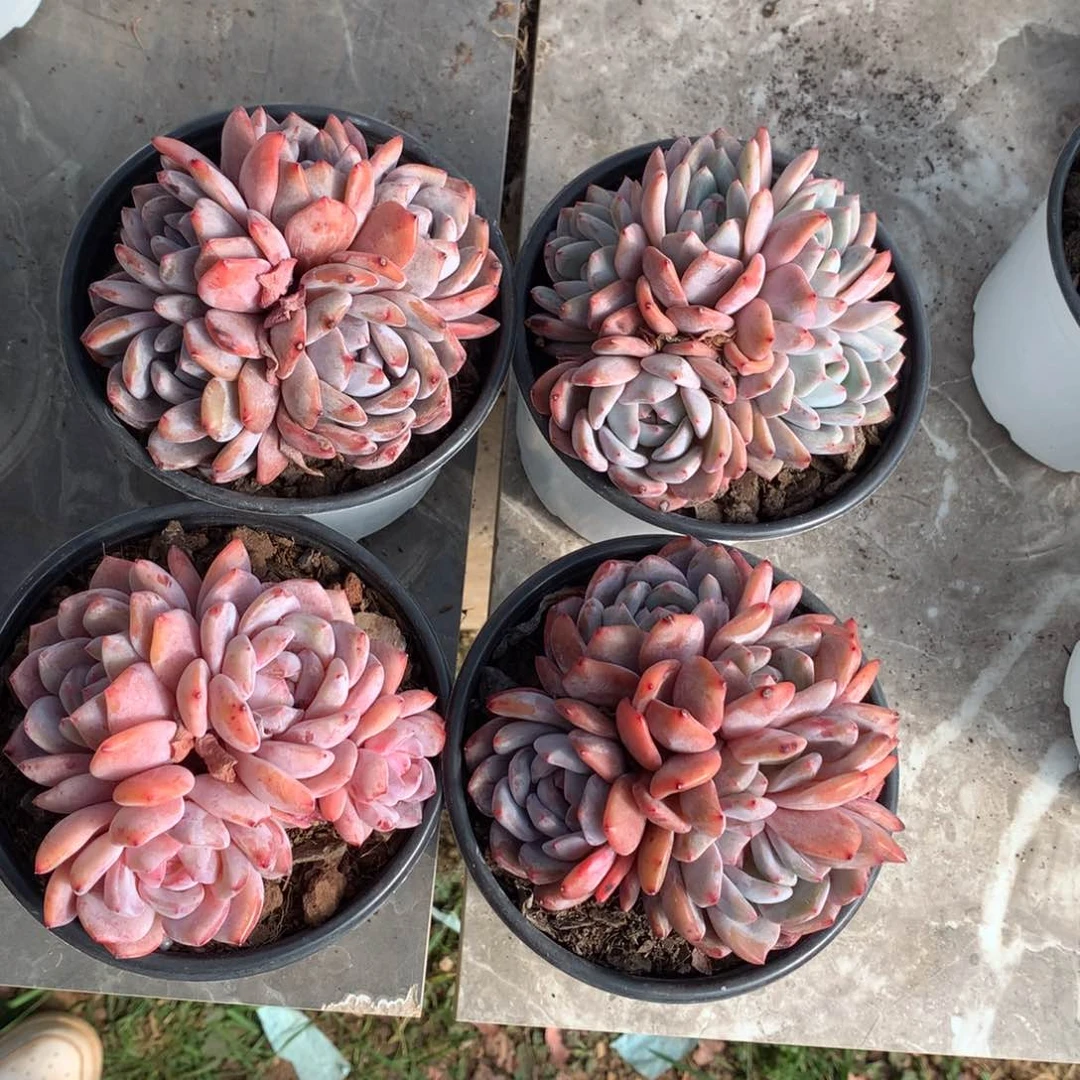 阿***?哈哈哈哈哈哈哈哈