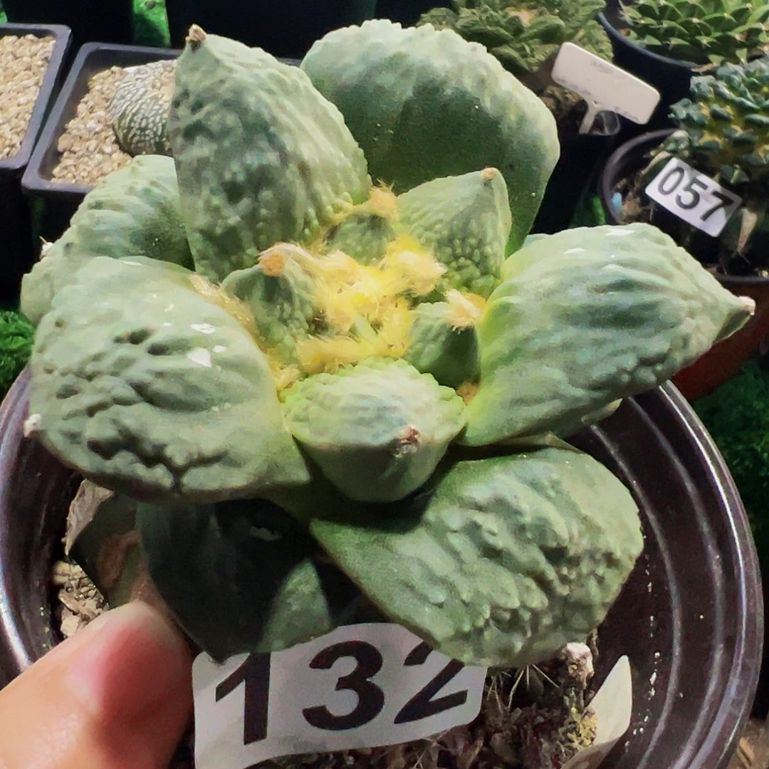 无花朵蓝白肌怒涛牡丹132