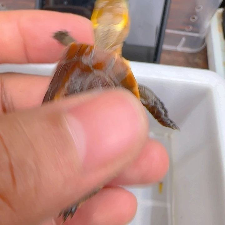 母宠物龟原种血安