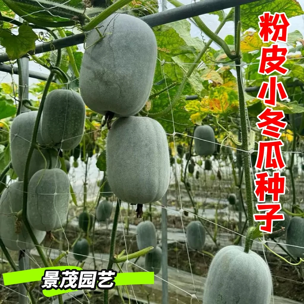 一串玲粉皮小冬瓜种籽厚肉高产迷你小东瓜种子农家春秋季蔬菜种孑