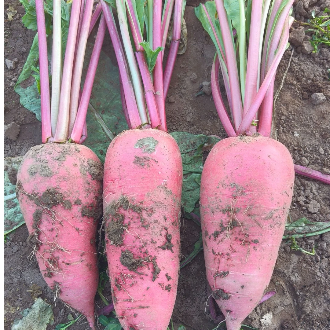 《罐哥家庭农场》水萝卜五斤带缨子发货（±2两）发货 顺丰包邮优质农产品萝卜新鲜水萝卜