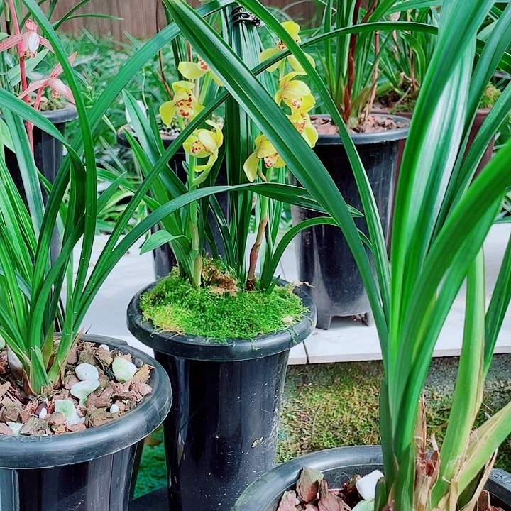用***9无花朵一物一漂亮开花