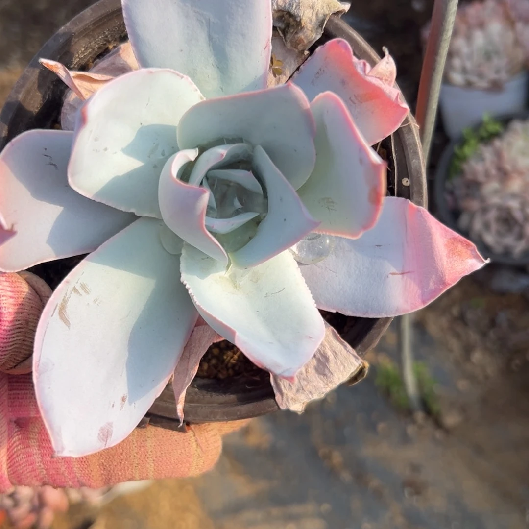 富你健健康康快乐