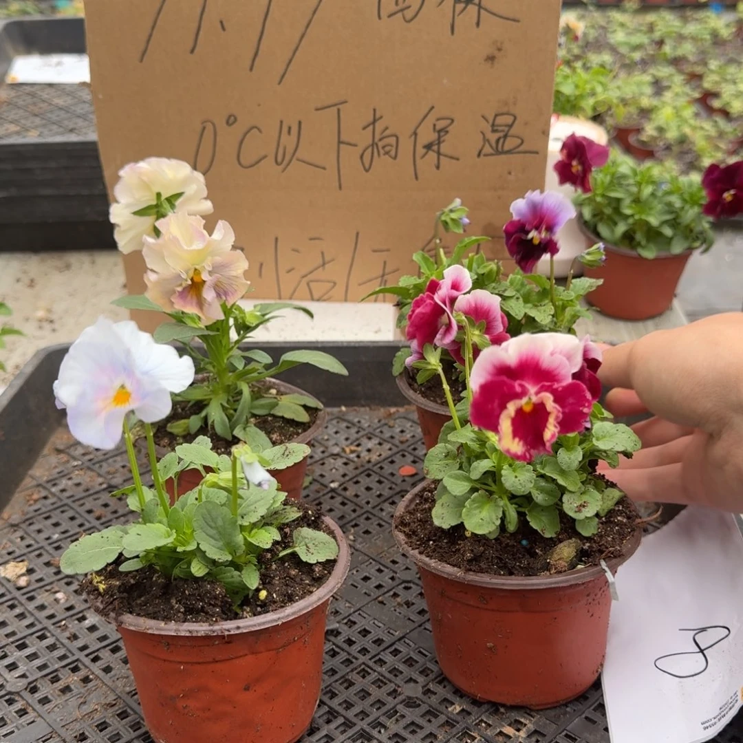 大部分花苞少量开放8
