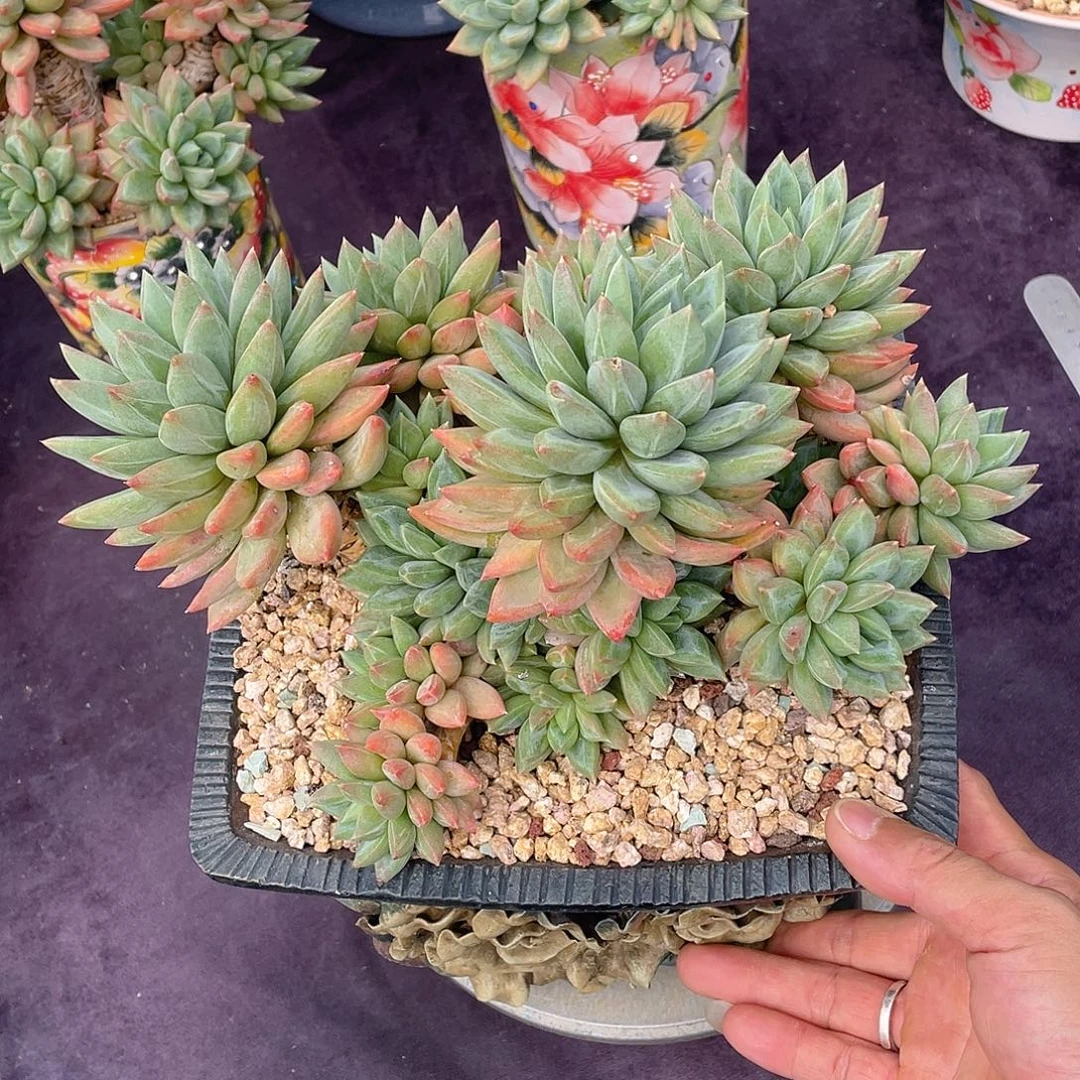 多肉植物脱土带盆物流自付