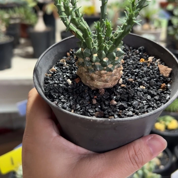 李***住孔雀丸带盆111111111