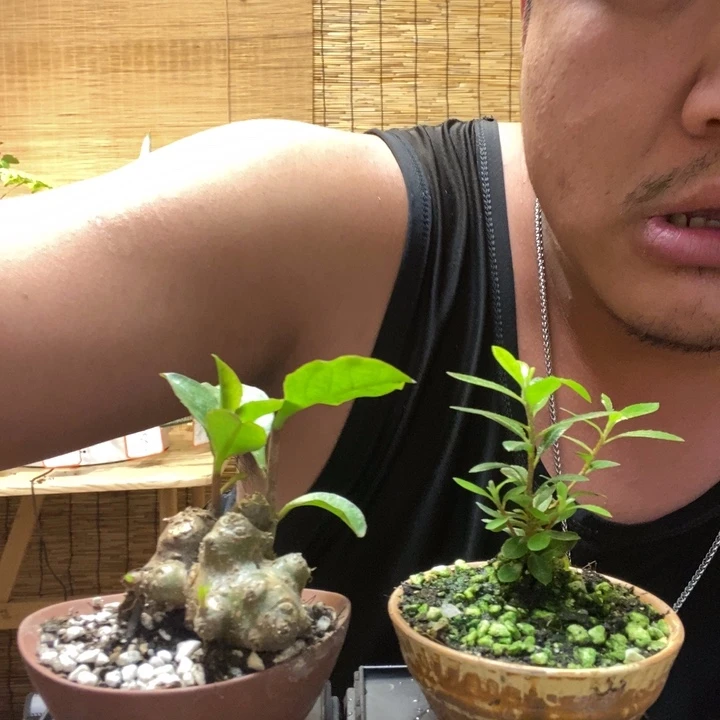 一物一拍所见即所得118