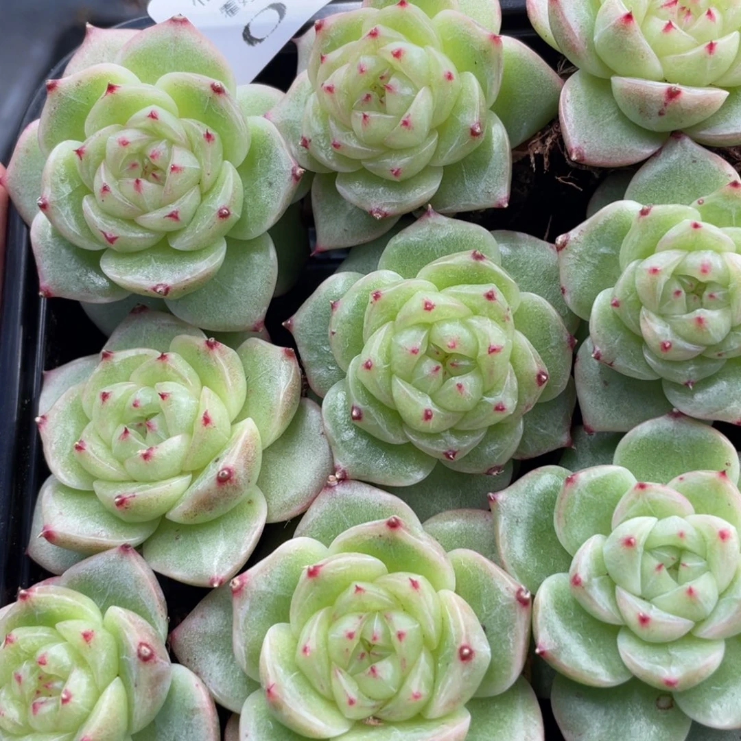 糕大上多肉植物15