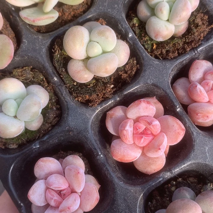 蛋黄。10颗。（满9.99包邮不满9.99发叶子）