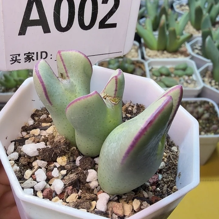 002。满38包邮肉锥