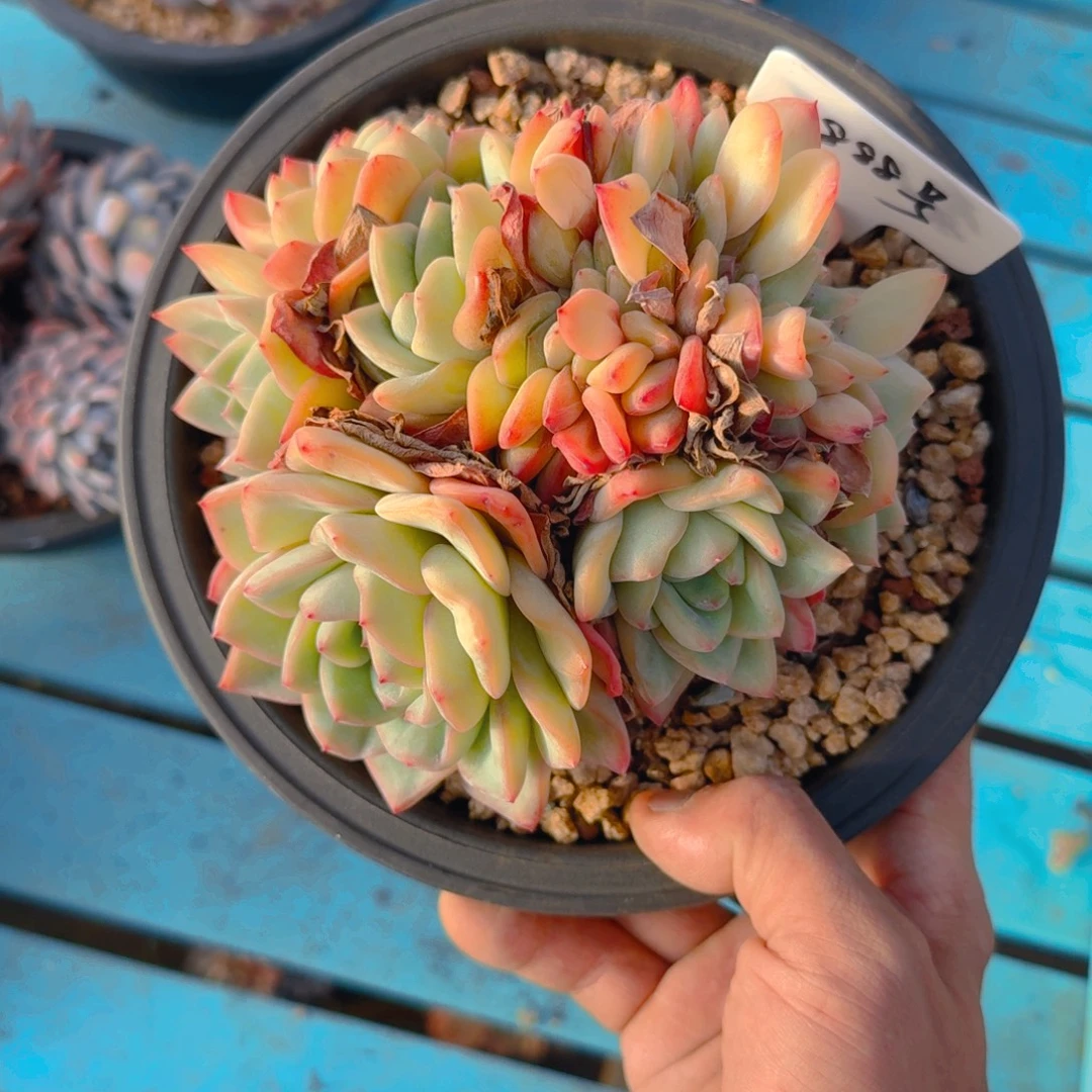 风***子888号多肉11111111111