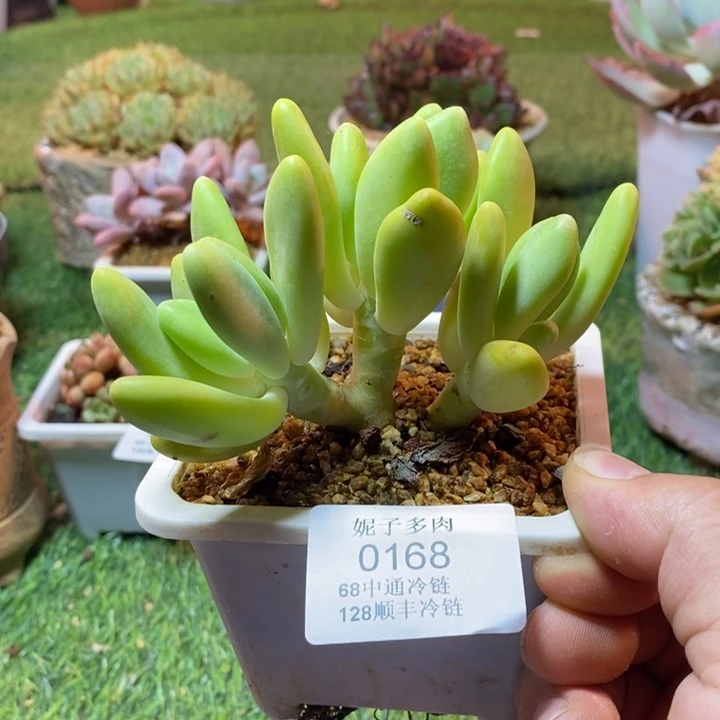 0168啊啊啊啊啊啊啊啊啊