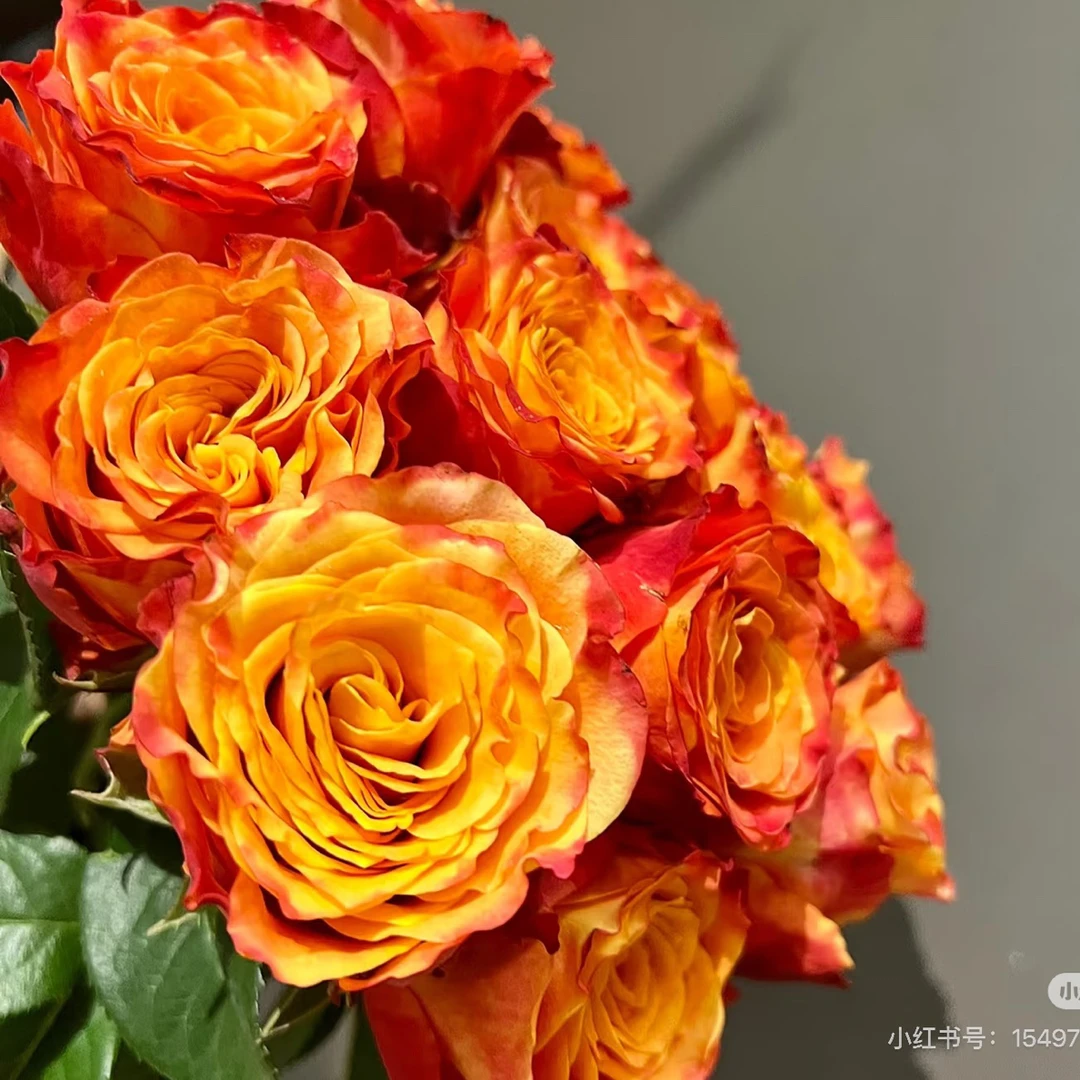 【香羿鲜花】火焰玫瑰10支 /全场任意两单及以上包邮