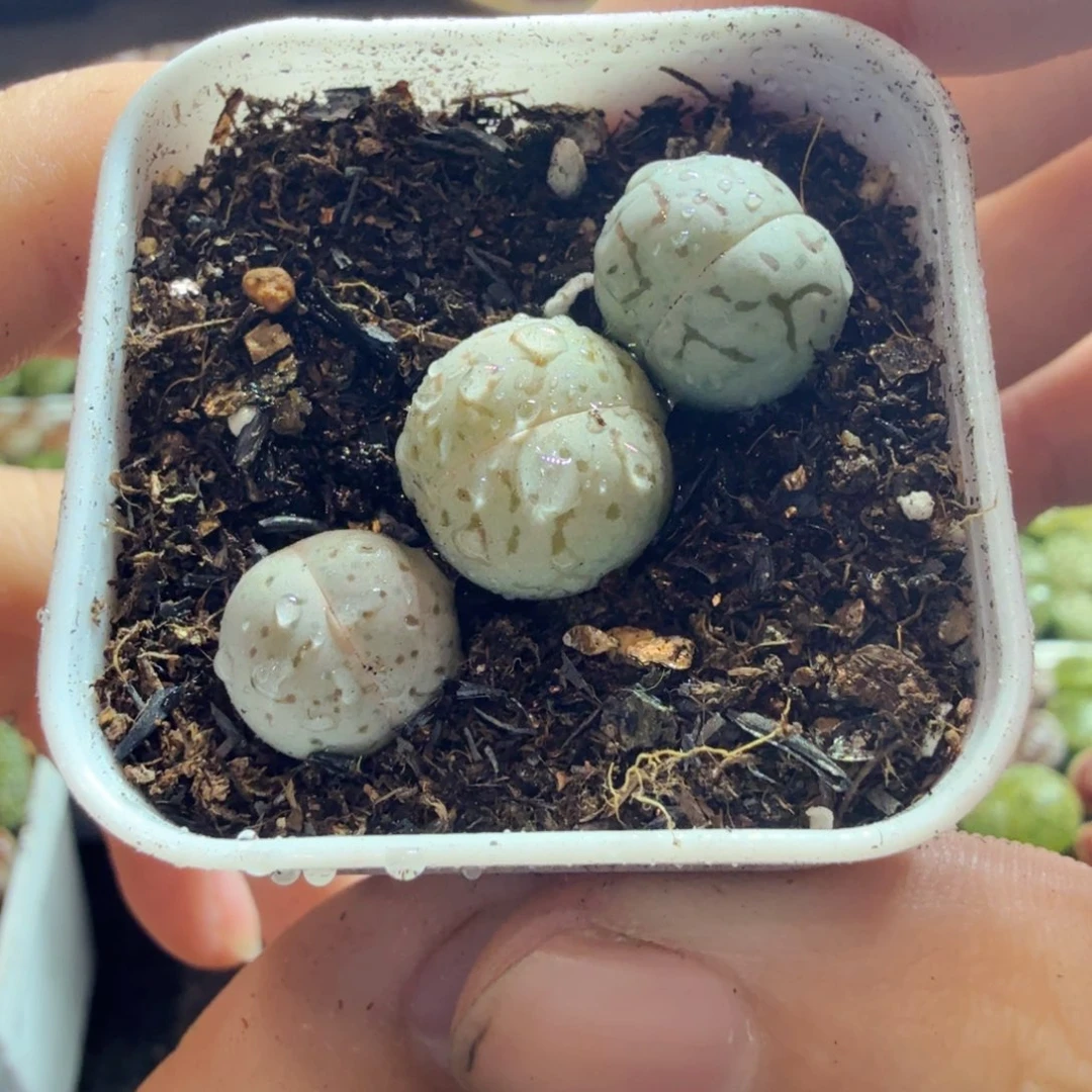 多肉植物的生长发育与517