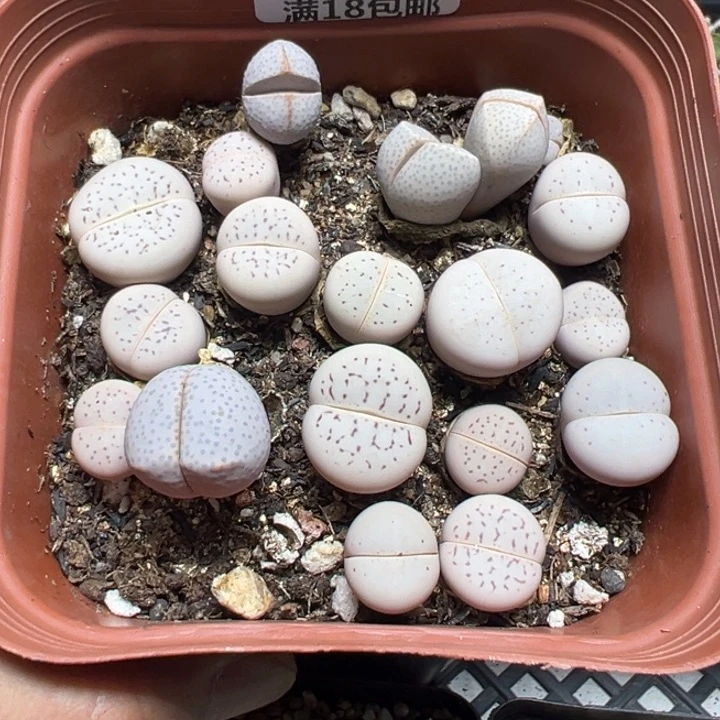 【闪购商品】 663。